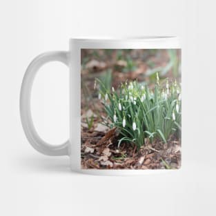 Delicate Snowdrop flower is one of the spring symbols telling us winter is leaving Mug